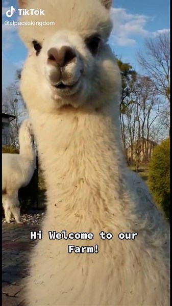 Follow our Alpaca Farm! 🦙❤️ #alpaca #alpacas #alpacasoftiktok #farmlife #zoomies