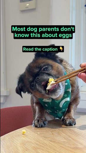 Why dogs should eat eggs