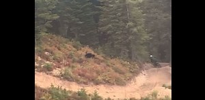 Horrific Video: Bear chases mountain biker downhill