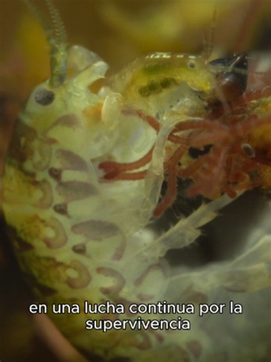Hace seis meses, un pequeño cangrejo entró en mi acuario escondido en algas. Se quedó… y todo cambió. 🦀🌊 Nuevo video ya disponible.#experimento #ecosistema #biologia #naturaleza #ciencia #biodiversidad #acuario #naturalezaasombrosa #betta #aquascaping #walstad #Acuario #Caracoles #ControlDeAlgas #Ecosistema #triops