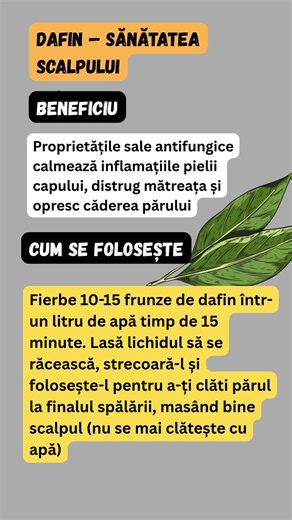 Dafin – Sănătatea scalpului 🍃 Păr lung și fără mătreață cu apă de dafin
