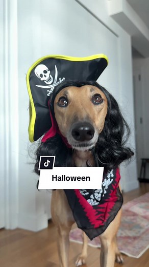 Pirate Dog Costume: A Spooky Halloween Scare with a Moose!