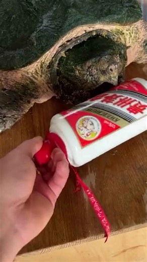 Relaxing Water Life and Fascinating Fish Moments