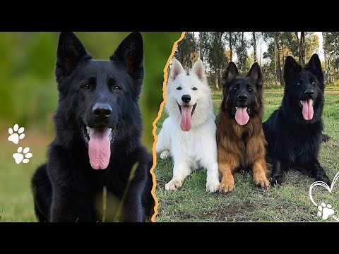 Top 3 Beautiful and Rare Colors of the German Shepherd