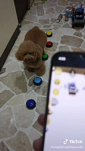 @mightymigzthepoodle Reply to @slowitzki familiarization with the words as well as positioning of the buttons… since dogs possess only two types of cones and can discern only blue and yellow 😊 #migzthepoodle #dogfacts #didyouknow #aredogscolorblind #dogcolorblind #dogvision