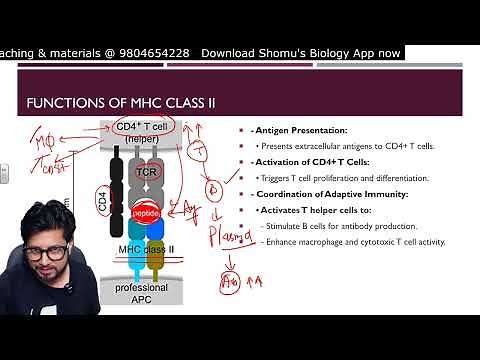 MHC class 2 structure and function | Major histocompatibility complex 2