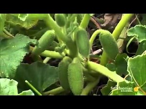 Unbelievable Footage of Exploding Plants