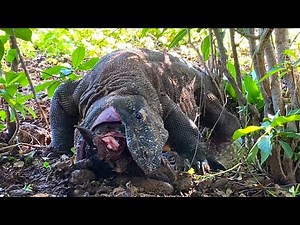 New❗️Like a PYTHON ( Komodo SWALLOWS a Goats Heads ) first process