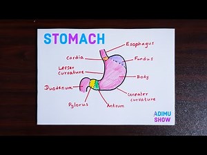 How to draw and label the stomach