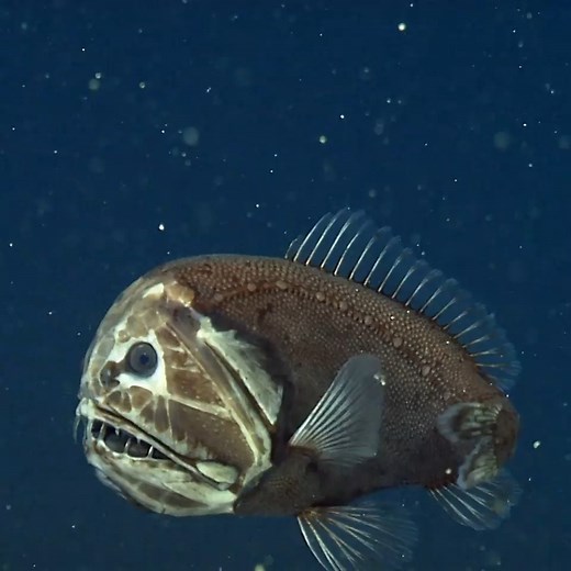 Oceans Nation on Instagram: "The fangtooth, or ogrefish, has extra-long, sharp teeth and a face only a mother could love. This fierce-looking fish actually gets no bigger than the average adult human hand. Video by @mbari_news"