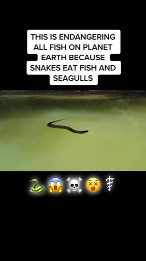 Venomous Vipers: The Dangerous Evolution Threatening England