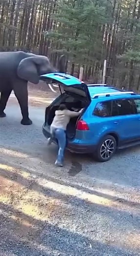 Security Camera Catches Elephant Flipping a Car 😱🐘 - 더블빅맥 #wildlife #lion #wolf #road #women