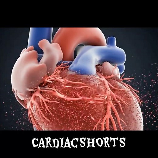 Heart Animation 🫀 | The Beating Heart | #shorts #heart #cardiology #animation