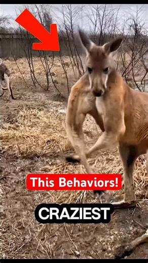 5 Craziest Animal Behaviors You Won’t Believe Are Real