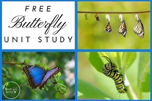 Free Butterfly Unit Study