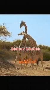 1.1K views · 11 shares | Why Do Giraffes Fight? Giraffes fight...