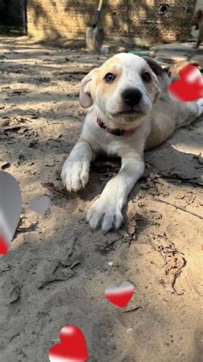 25 reactions | Meet Pink! Pink is a 10-week-old (as of 9/30/25)...