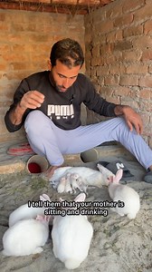 Rabbit babies are drinking their mother milk #rabbitbabies #rabbitfarming #minizoo #rabbitsetup #rehmanchvlogs | Rehman ch vlogs