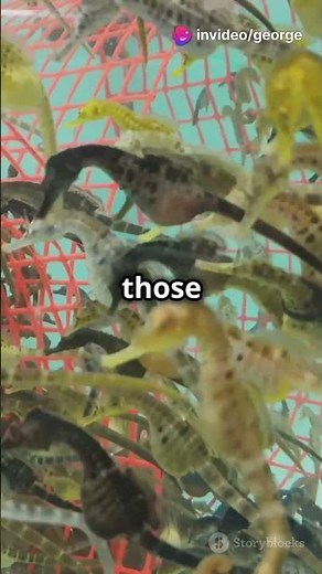 How Do Sea Horses Swim? 🐠