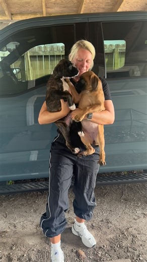 Me trying to get a picture with two 8-week-old Boxer puppies (20 lbs and 17 lbs) and a 5-year-old photographer! #puppylife #dogmom #dogmomlife #boxerpuppy #boxerdog #boxergram #boxerlove | Grand Lake Boxers