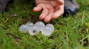 Found Strange Eggs in Your Yard? Don’t Touch Them Until You Read This! Read on👇 | Interesting Stories