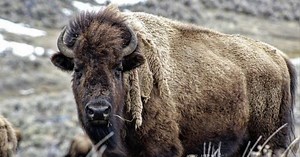 BLM issues final decision on bison grazing proposal