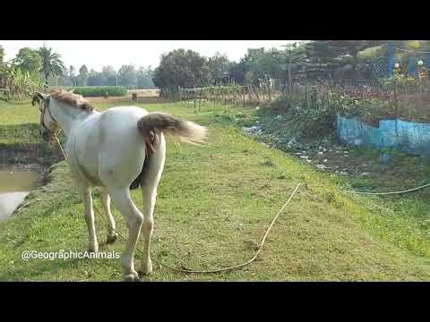 Horse poop is natural and eco-friendly waste | Animal waste eco friendly