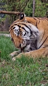 The largest big cat shows power and grace effortlessly