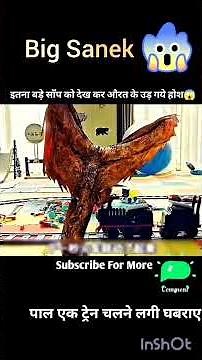 Giant Python Slithers Into Playroom, Surprises Kids||new movie explaine .