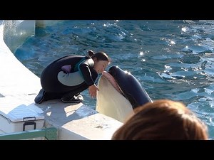 光の中のシャチとトレーナーさん Orcas and trainers@KAMOGAWA SEA WORLD