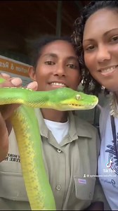 Snaketastic program running today until October 1st at Nature Park. So informative and fun for all ages. St. Johns and the rangers did such a great job to teach what to do and not to do if bitten. Well worth the visit. Isn’t Timmy just beautiful! He was so interested in his own reflection in the screen 🐍📸 #stjohns #naturepark #snakes #adventures #papuannewguinea #python #greentreepython | Sylvia Pascoe Official