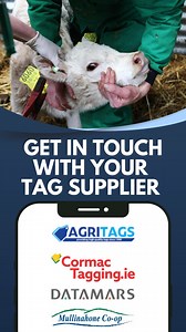 #NGP herds: If you have conventional ‘single tissue’ calf tags bought or left over from 2023, you can order corresponding button tags to genotype these calves at birth directly from your nominated tag supplier. Contact your tag supplier to order these asap! | ICBF