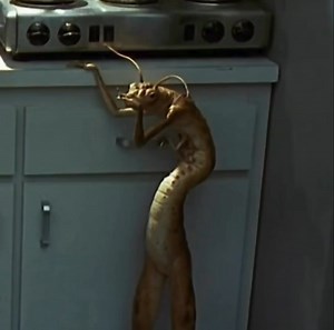 💀💀💀 | Funny MMA