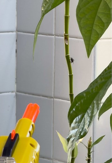 Abuela usa sal contra insectos molestos