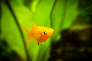 Molly Fish Bullying & Attacking Other Fish: 7 Quick Solutions – Pet Fish Online