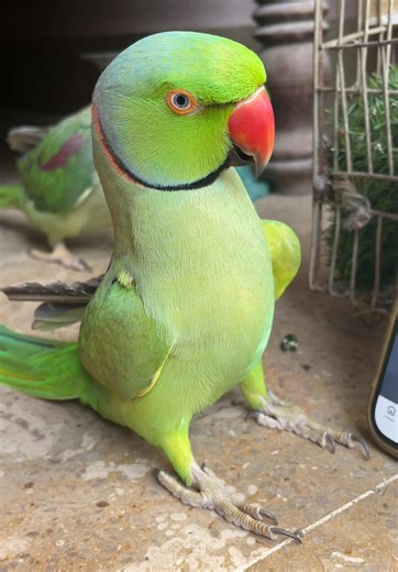 Talking Indian Ringneck Parrot Phenomenon