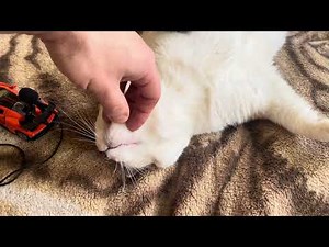Relaxing video for sleep 4K. Purring Cat sound for Relaxation. Cute Cat Purr. Funny Cat purring