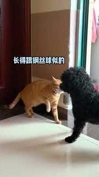 我只是配个音没想到这么好笑#搞笑配音#沙雕配音#配音翻车#配音日常#配音解说#中文配音#搞笑视频#配音演员#配音名场面#配音段子