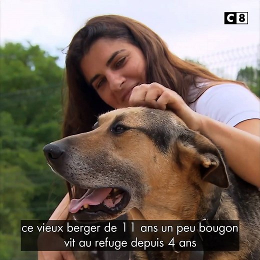 🐶Marie-Laure, la directrice du centre SPA refuge de Plaisir vous présente Clifford, le doyen des pensionnaires. "Animaux à adopter, nouvelle famille pour nouvelle vie", ce soir à 21h sur C8" 📺 | C8