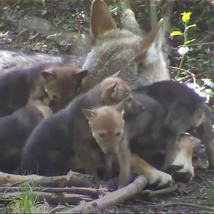 44K views · 1.6K shares | A reminder of who we're fighting for. USFWS, the very agency charged by federal law with protecting endangered species, seeks to allow people to kill critically endangered red wolves who leave the newly-designated recovery area. Does this sound like wildlife conservation to you? More: https://bit.ly/2Kas1oq | Wolf Conservation Center | Facebook