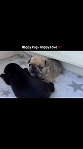 Happy Pug - Happy Love 💞 #pug #puppy #puppylove #puppies #happypug | Happy Pug - Happy Life