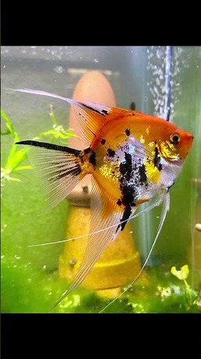 5 types of angel fish (part 1)