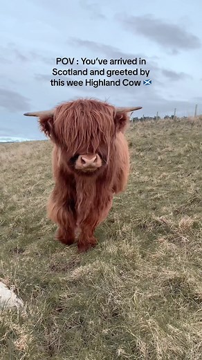 Exploring Scotland's Highland Cows