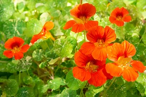 Using Nasturtium As Companion Plants - They Make An Excellent Trap Crop In A Veg Garden | Horticulture Magazine