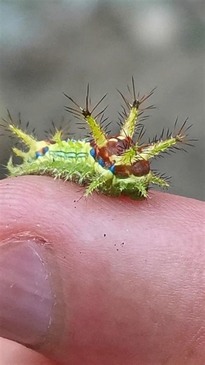 There's no way it's not an alien!