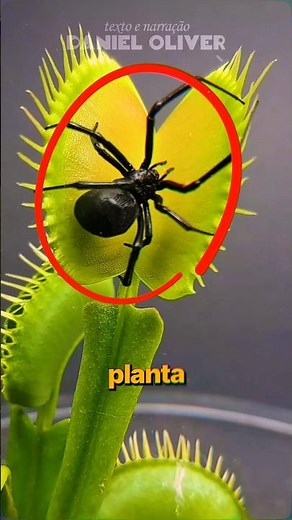 O Que ACONTECE Com O INSETO Depois QUE é PEGO Pela PLANTA CARNÍVORA?