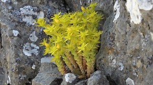 Sedum, Plants, Flora, Nature