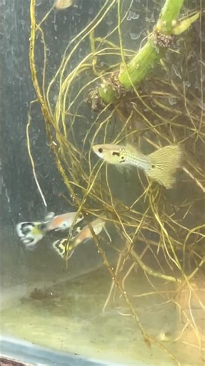 Guppy fishes color patterns