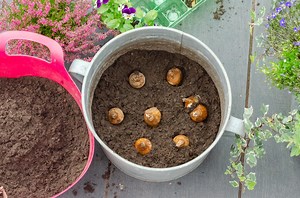 How to plant a bulb lasagne: easy guide to layering bulbs - Growing Family