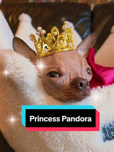 Princess Pandora is what dreams are made of 💓 #princessvibes #tinydogs #dogsoftiktok